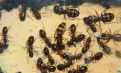 Camponotus ligniperda Arbeiterinnen als Flüssigkeitenspeicher