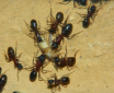 Camponotus ligniperda Fütterung