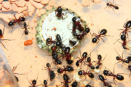 Camponotus ligniperda Futter