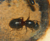 Camponotus ligniperda Königin
