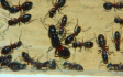 Camponotus ligniperda Königin im Nest
