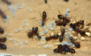 Camponotus ligniperda Larven