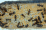 Camponotus ligniperda Larven