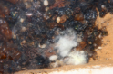 Camponotus ligniperda Müllhaufen im Nes