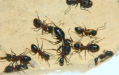 Camponotus ligniperda Männchen geschlüpft