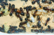 Camponotus ligniperda Majorarbeiterin