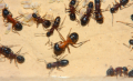 Camponotus ligniperda Majorarbeiterin
