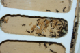 Camponotus ligniperda Nest