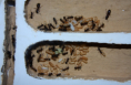 Camponotus ligniperda Nest