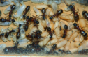 Camponotus ligniperda Nesteinblick