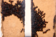 Camponotus ligniperda Nesteinblick in der Winterruhe