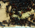 Camponotus ligniperda Nesteinblick in der Winterruhe