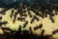 Camponotus ligniperda Nesteinblick kurz nach der Winterruhe