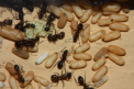 Camponotus ligniperda Puppen