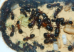 Camponotus ligniperda Tragödige