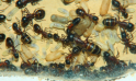 Camponotus ligniperda Tragödige