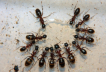 Camponotus ligniperda Zuckerwasserfütterung