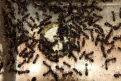Camponotus ligniperda an der Zuckerwassertränke