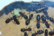 Camponotus ligniperda frisch gelegte Eier