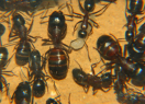 Camponotus ligniperda große Majorarbeiterin