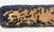 Camponotus ligniperda kurz vor der Winterruhe