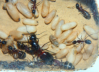 Camponotus ligniperda mit Königin im Nest