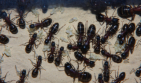 Camponotus ligniperda mit Larven