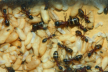 Camponotus ligniperda mit Puppen im Nest