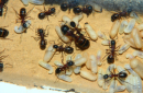 Camponotus ligniperda mit Puppen und Larven