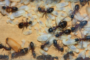 Camponotus ligniperda mit Puppen und Larven