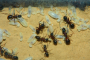 Camponotus ligniperda mit  Larven