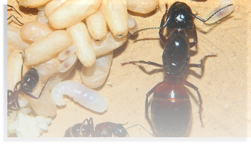 Camponotus ligniperdus Ameisenhaltungsbericht