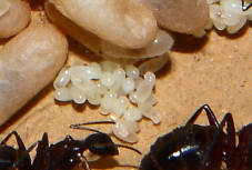 Camponotus ligniperdus Eier