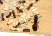 Camponotus ligniperdus Nestkammer
