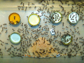 Camponotus nicobarensis Fütterungsversuch