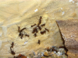 Camponotus nicobarensis 