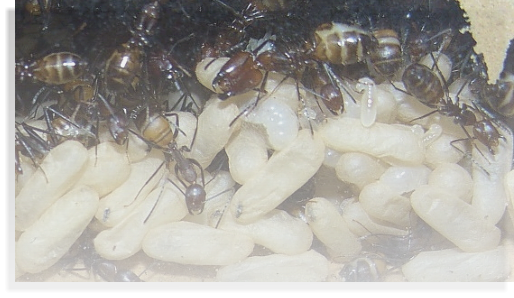 Camponotus nicobarensis Ameisenhaltung Ameisenhaltungsbericht