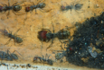 Camponotus singularis