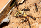 Camponotus singularis Futterfang