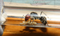 Camponotus singularis Gründerkönigin