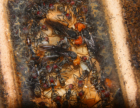 Camponotus singularis Junköniginnen