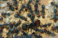 Camponotus singularis Königin