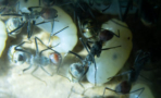 Camponotus singularis Larven