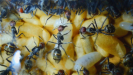 Camponotus singularis Larven