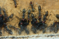 Camponotus singularis Müll im Nest