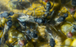 Camponotus singularis Männchen