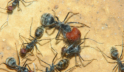 Camponotus singularis Majorarbeiterin