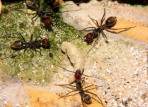 Camponotus singularis Mehlkäferbeute