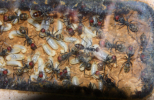 Camponotus singularis Nest