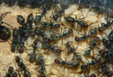 Camponotus singularis Nesteinblick